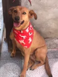Belinha