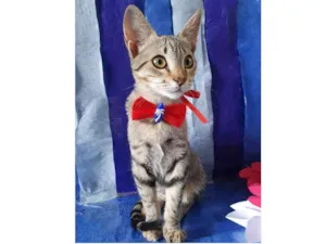 Gato raça SRD idade 2 a 6 meses nome MARILIA TIGRADA