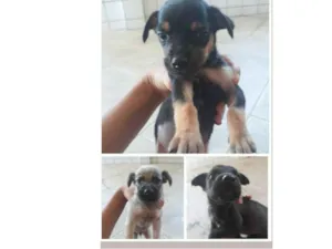 Cachorro raça Vira lata idade 2 a 6 meses nome Sem nomes