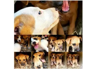 Cachorro raça Vira lata idade 2 a 6 meses nome Sem nome