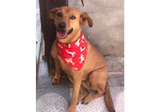 Cachorro raça Sem Raça Definida  idade 2 anos nome Belinha 
