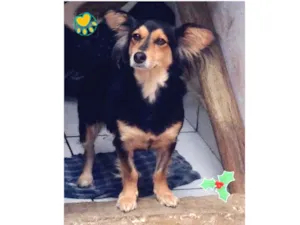 Cachorro raça Srd idade 1 ano nome Bruna