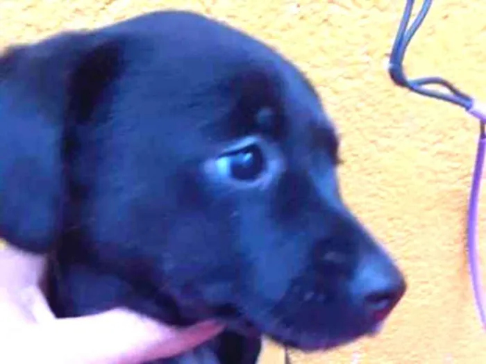 Cachorro ra a SRD idade 2 a 6 meses nome LINDINHA