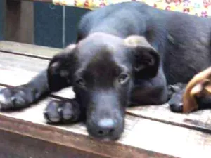 Cachorro raça SRD idade 2 a 6 meses nome Pretinho