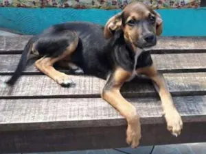 Cachorro raça SRD idade 2 a 6 meses nome Bebê