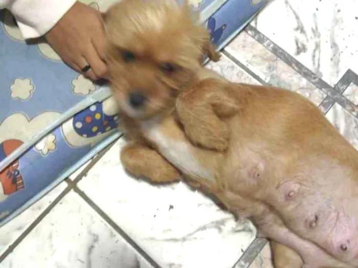 Cachorro ra a Não sei pq peguei na rua idade 2 anos nome Mel