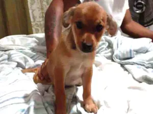 Cachorro raça  idade Abaixo de 2 meses nome Sem nome ainda