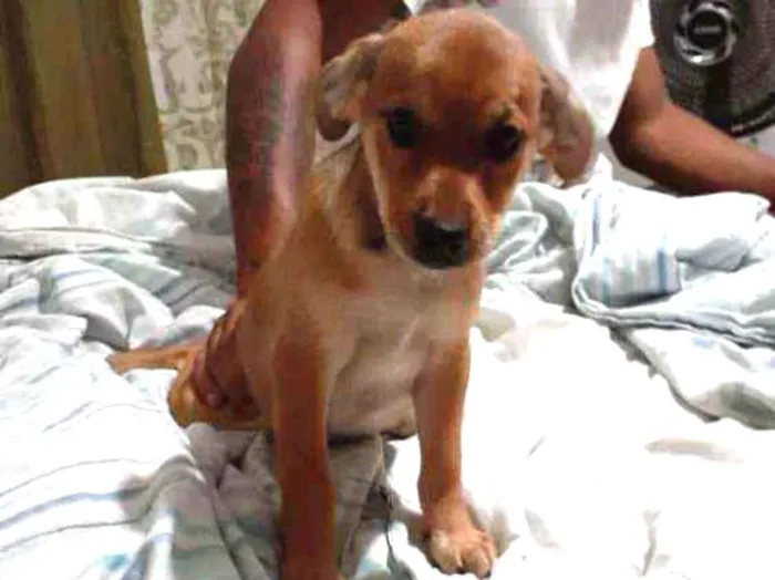 Cachorro ra a  idade Abaixo de 2 meses nome Sem nome ainda