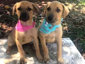 Cachorro raça SRD idade 2 a 6 meses nome PAÇOCA E AMENDOIM 