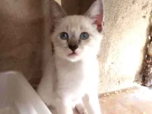 Gato raça Srd idade 2 a 6 meses nome Nenhum