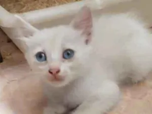 Gato raça Srd idade 2 a 6 meses nome Nenhum