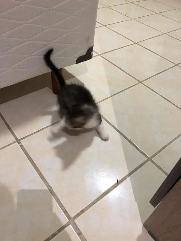 Gato ra a Vira Lata idade 2 a 6 meses nome Nina e Peter