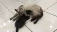 Nina e Peter