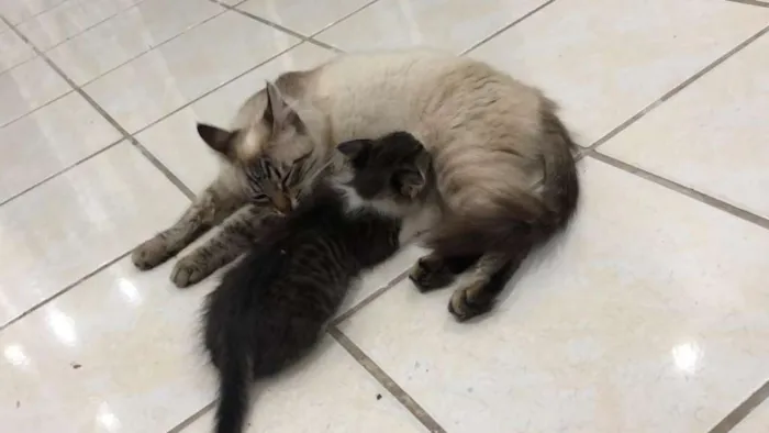 Gato ra a Vira Lata idade 2 a 6 meses nome Nina e Peter