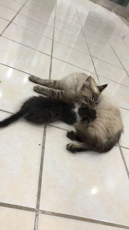 Gato ra a Vira Lata idade 2 a 6 meses nome Nina e Peter