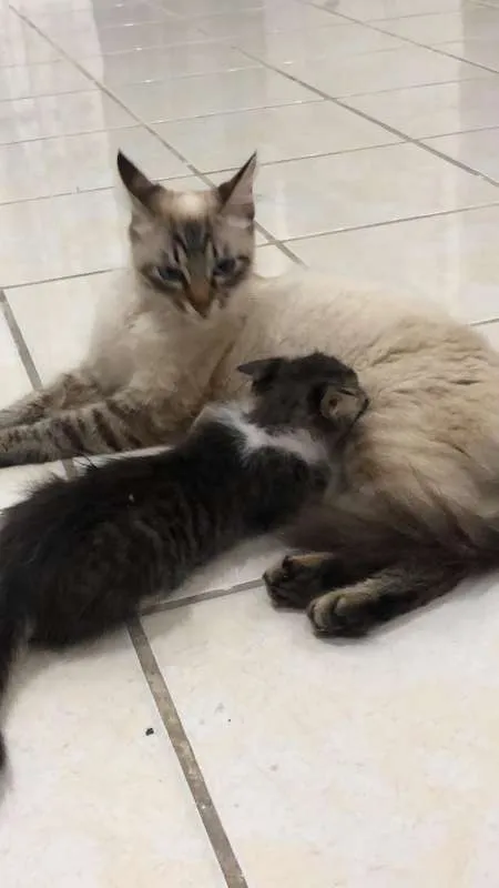 Gato ra a Vira Lata idade 2 a 6 meses nome Nina e Peter