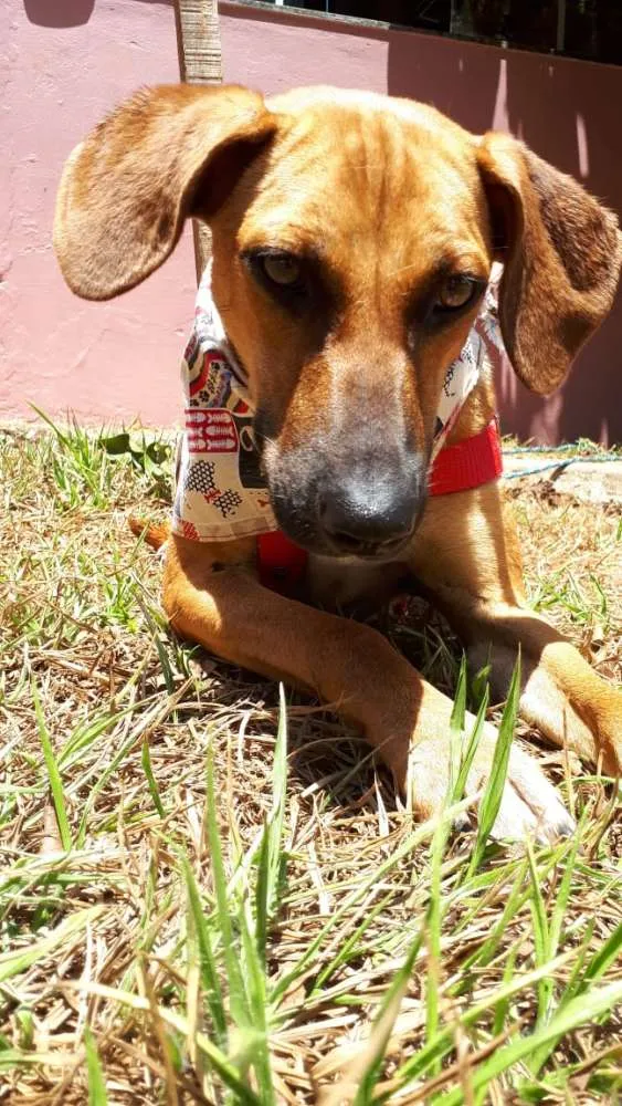 Cachorro ra a SRD idade 2 anos nome Cosme