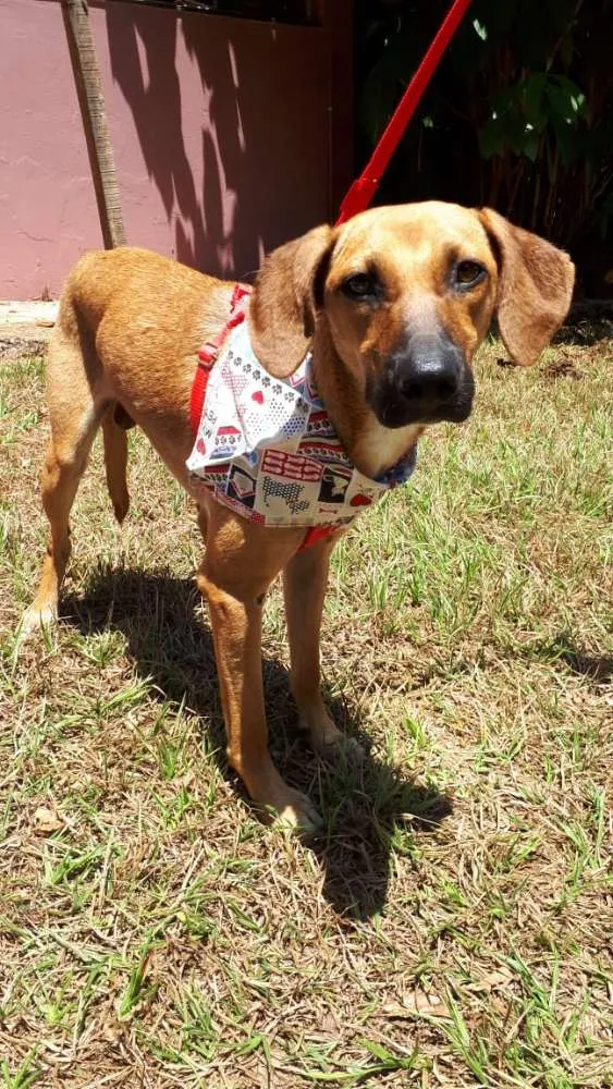 Cachorro ra a SRD idade 2 anos nome Cosme