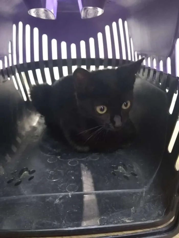 Gato raça Srd idade 2 a 6 meses nome Magali