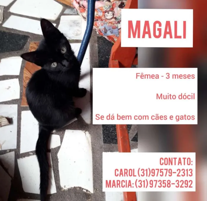 Gato raça Srd idade 2 a 6 meses nome Magali