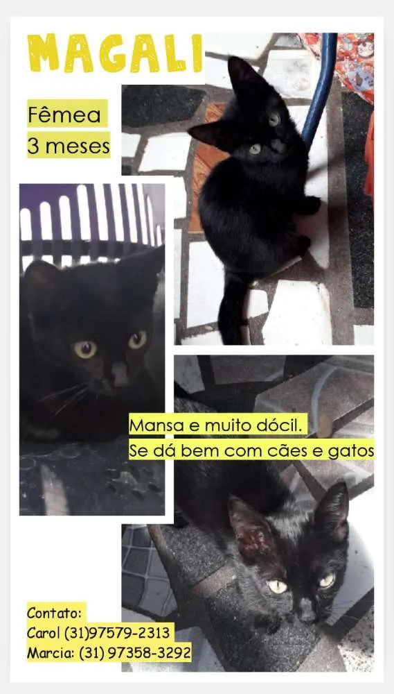 Gato raça Srd idade 2 a 6 meses nome Magali