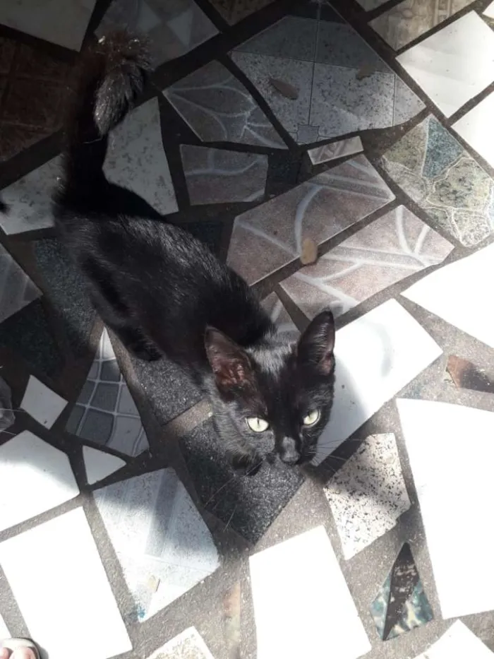 Gato raça Srd idade 2 a 6 meses nome Magali