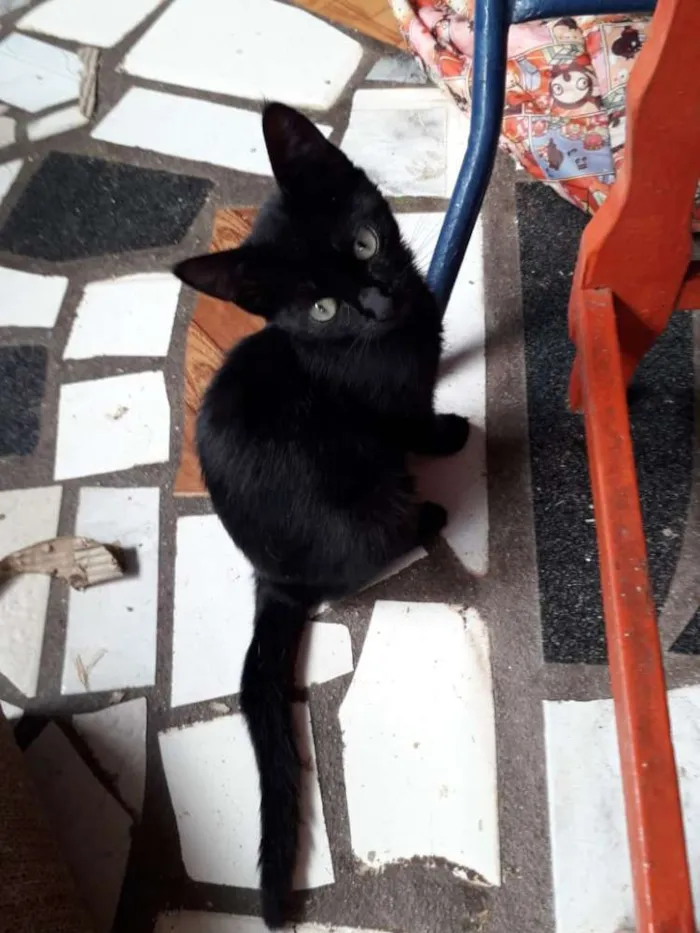 Gato raça Srd idade 2 a 6 meses nome Magali