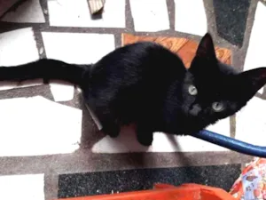 Gato raça Srd idade 2 a 6 meses nome Magali