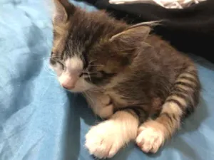 Gato raça Vira Lata idade 2 a 6 meses nome Nina e Peter