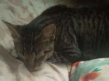 Gato ra a  idade 1 ano nome Lorenzo