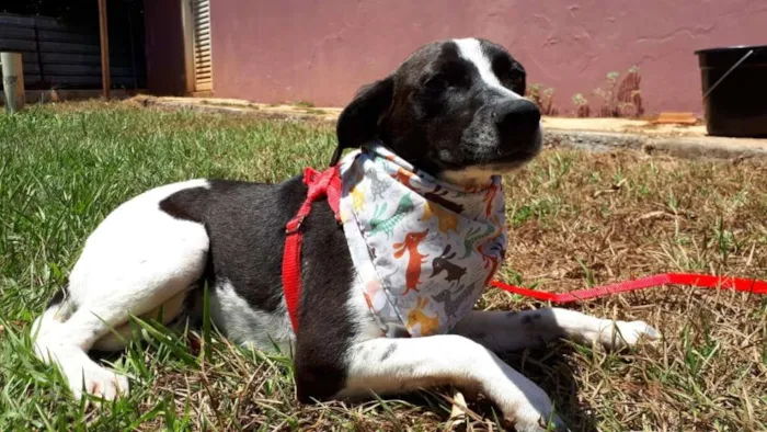 Cachorro ra a SRD idade 2 anos nome Damião