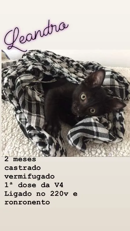 Gato ra a SRD idade 2 a 6 meses nome Leandro