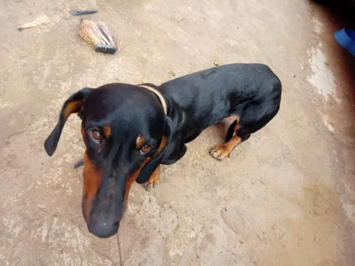 Cachorro ra a Basset idade 1 ano nome Lindo