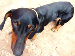 Cachorro raça Basset idade 1 ano nome Lindo