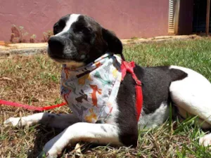 Cachorro raça SRD idade 2 anos nome Damião
