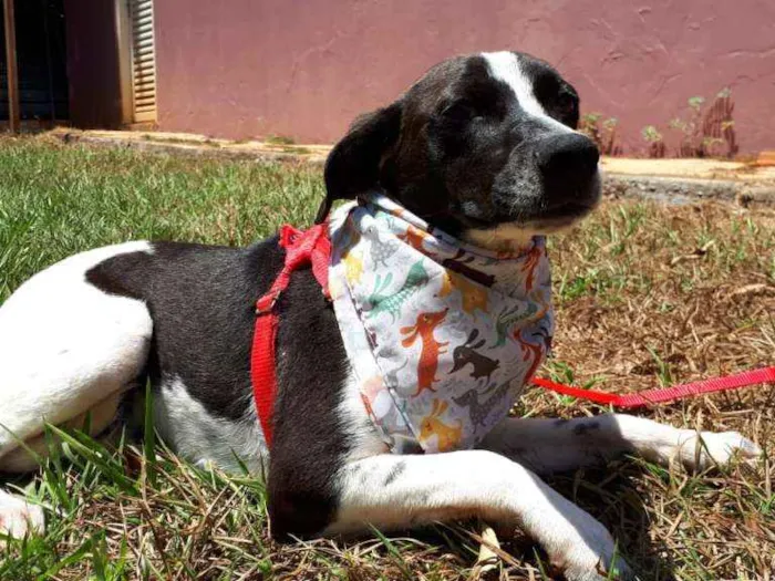 Cachorro ra a SRD idade 2 anos nome Damião