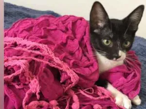 Gato raça SRD idade 2 a 6 meses nome Maria