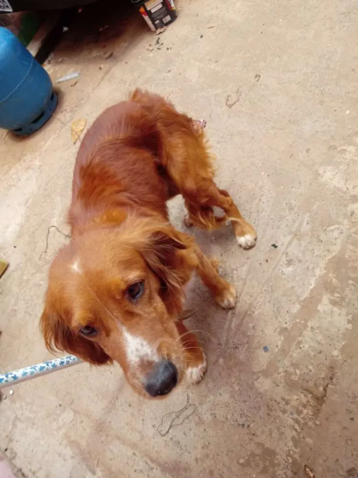 Cachorro ra a Cocker idade 1 ano nome Bobe