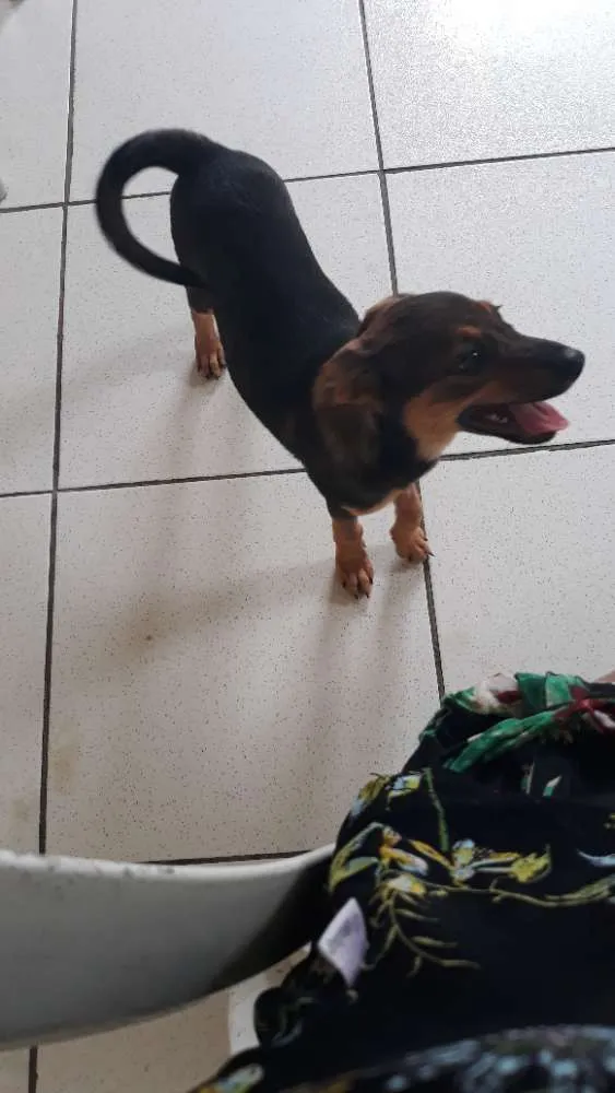 Cachorro ra a Vira-lata com coque  idade 2 a 6 meses nome Princesa 