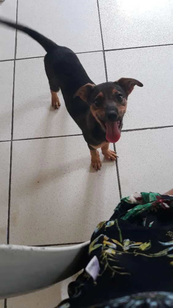 Cachorro ra a Vira-lata com coque  idade 2 a 6 meses nome Princesa 