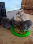 8 gatinhos