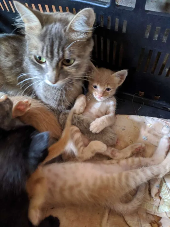Gato ra a  idade Abaixo de 2 meses nome 8 gatinhos