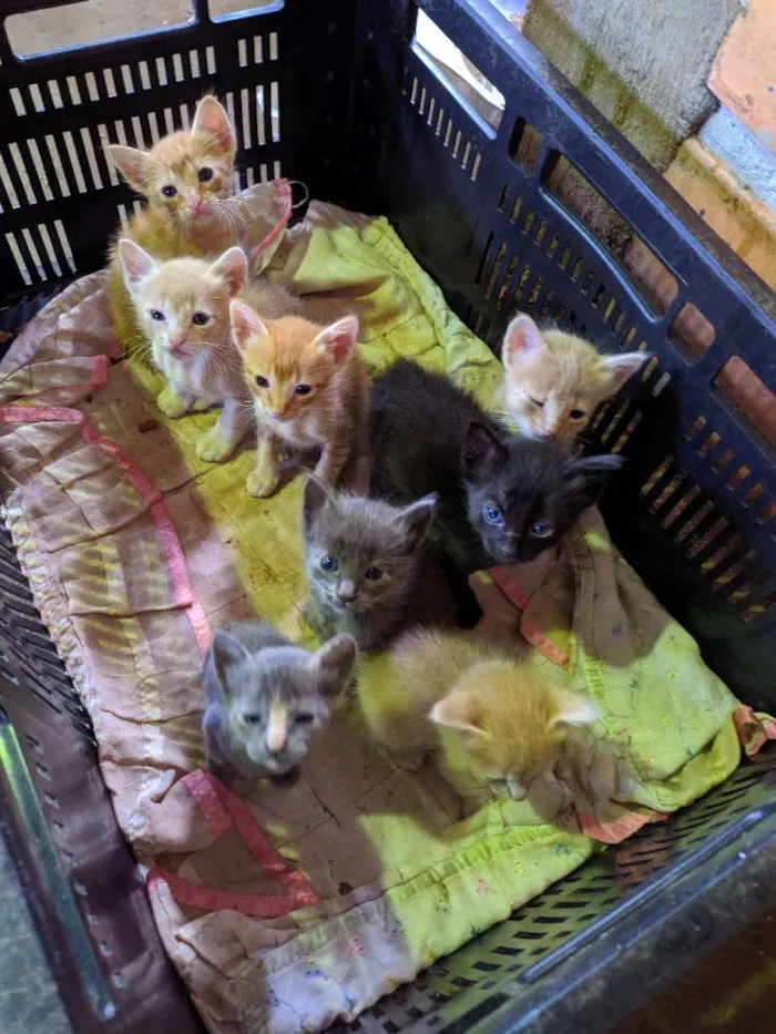 Gato ra a  idade Abaixo de 2 meses nome 8 gatinhos
