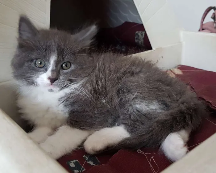 Gato ra a Bebê azul idade 2 a 6 meses nome Bebê azul