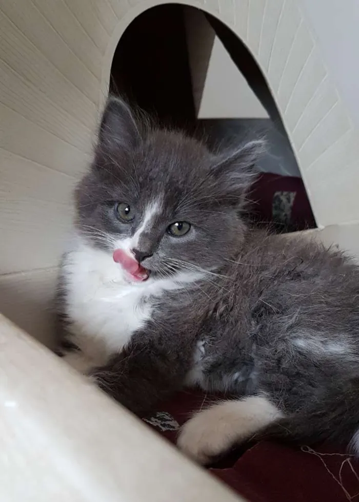 Gato ra a Bebê azul idade 2 a 6 meses nome Bebê azul