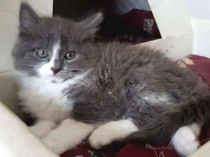 Gato raça Bebê azul idade 2 a 6 meses nome Bebê azul