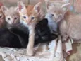 8 gatinhos