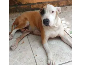 Cachorro raça Pitbull idade 5 anos nome Madona 