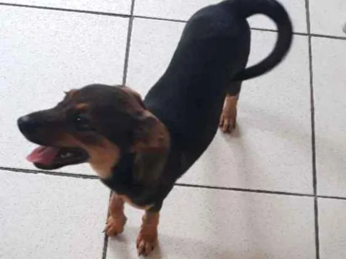 Cachorro ra a Vira-lata com coque  idade 2 a 6 meses nome Princesa 