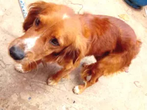 Cachorro raça Cocker idade 1 ano nome Bobe